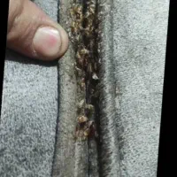 سمپاشی 100/تضمینی ساس سوسک کنه موش موریانه