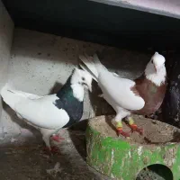 زیورآلات تزئینی، ،طوقی|جواهرات|تاکستان, |دیوار