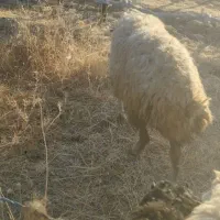 بره گوشتی|حیوانات مزرعه|مریوان, |دیوار