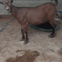 بز با بچه نر