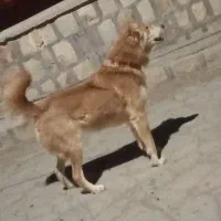 سگ سن1ساله  باتوله هم مشاوره داره