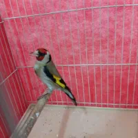 سهره چهارگل جفتی قناری