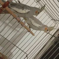 عروس هلندی جفت