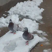 جفت خوب به زمانت