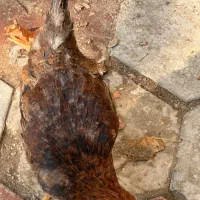 مرغ خروس  خروس کوشین دوتک جوان تخمگذار