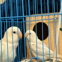 کوتوله برزیلی|پرنده|قشم, |دیوار