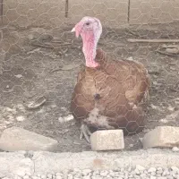 فروش بوقلمون نر