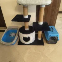 درخت گربه اسکرچر کدی پک