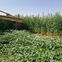 بذر یونجه رنجر تناژ بالا|خدمات باغبانی و درختکاری|شیراز, تاچارا|دیوار