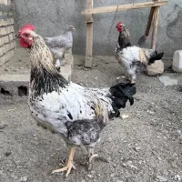 فروش طاقچه خروس