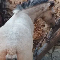 اسب|اسب و تجهیزات اسبسواری|شاهرود (اردبیل), |دیوار