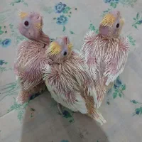 جوجه عروس هلندی لوتینو|پرنده|ابریشم, |دیوار