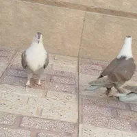 کله سفید|پرنده|سبزوار, قلعهنو دهزار|دیوار