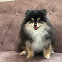 سگ  پامرانین