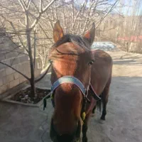 فروش اسب|اسب و تجهیزات اسب‌سواری|سملقان, |دیوار