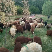 دام کشتار گوشتی*گوسفند زنده*