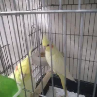 عروس هلندی جفت