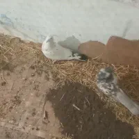 کفتر نر و ماده سالم