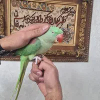 شاه طوطی نر ۶ماهه رام درحال سخنگویی درشت ایرانی|پرنده|تهران, ده‌ونک|دیوار