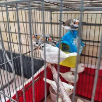 سه جفت فنچ مولد