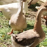 فروش کلی جزعی  انواع طیور شاقاجی