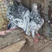 کفتر سیاه هفرنگ نر|حراج|بوئین زهرا, |دیوار