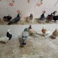 کبوتر رنگی و پلاکی