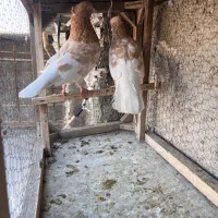 کله زرد|پرنده|مشهد, محمدآباد|دیوار