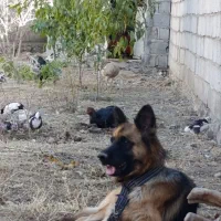 سگ ماده ۲ ساله