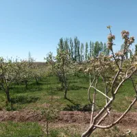 ۱۴۰۰ متر باغ مثمر ۱۲ ساله در آونلیق|فروش زمین و ملک کلنگی|کندوان, |دیوار