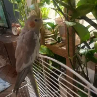 عروس هلندی ماده آماده