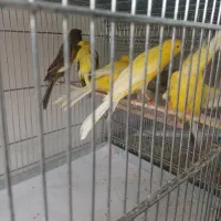 قناری رسمی بلند