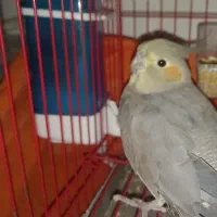عروس هلندی