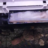 آکواریوم K390فروش فوری|ماهی|بندر ماهشهر, |دیوار