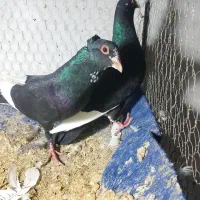 نر سوراخ