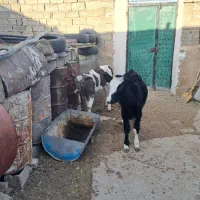 دوعددگوساله|حیوانات مزرعه|تکاب, |دیوار