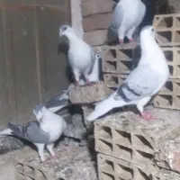 کبوتر نروماده آماده تخم گذاری