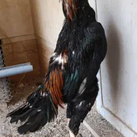 جوجه خروس لاری اوشامو