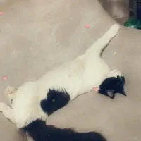 پت خانگی آروم