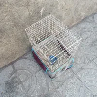 قفس