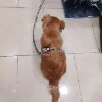 سگ با وسایل|سگ|قم, ولیعصر|دیوار