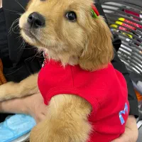 توله سگ گلدن رتریور ۱۵م