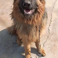 آموزش تخصصی سگهای نگهبان و خانگی|خدمات آموزشی|ورامین, ورامین|دیوار