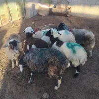 بره نرماده گله ای