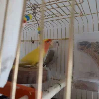 برزیلی طوطک