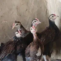 خروس ومرغ وکبوتر.سیبرایت