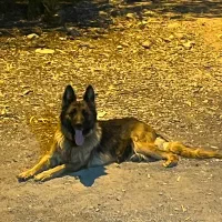 سگ ژرمن شولاین|سگ|پاکدشت, پاکدشت (مامازند)|دیوار