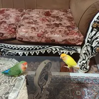 پرنده . طوطی برزیلی|پرنده|هشتگرد, |دیوار