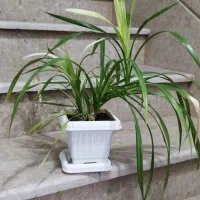 گل نخل|گل و گیاه طبیعی|مهاباد (آذربایجان غربی), |دیوار