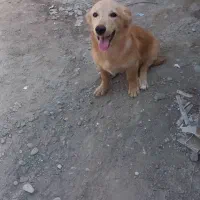 سگ پاکوتاه اشپژ